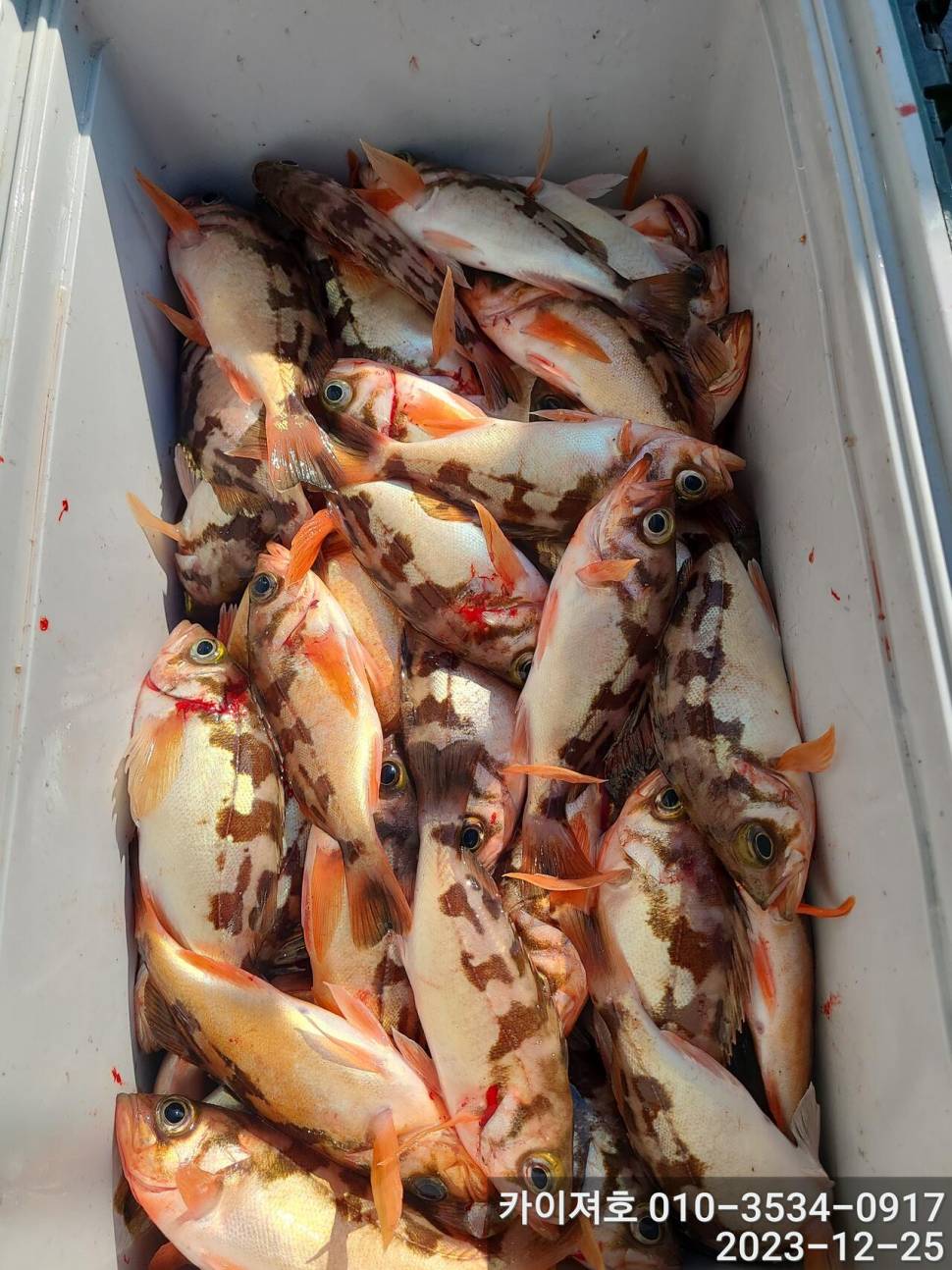 25일오전 볼락열기 우당탕탕 (조황조행기 - 바다선상조황)
