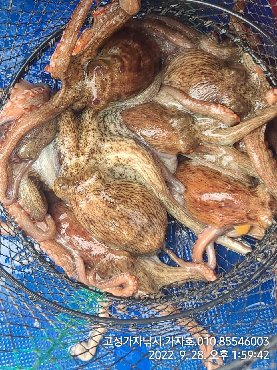 돌문어 잡으러 가즈아 (조황조행기 - 바다선상조황)