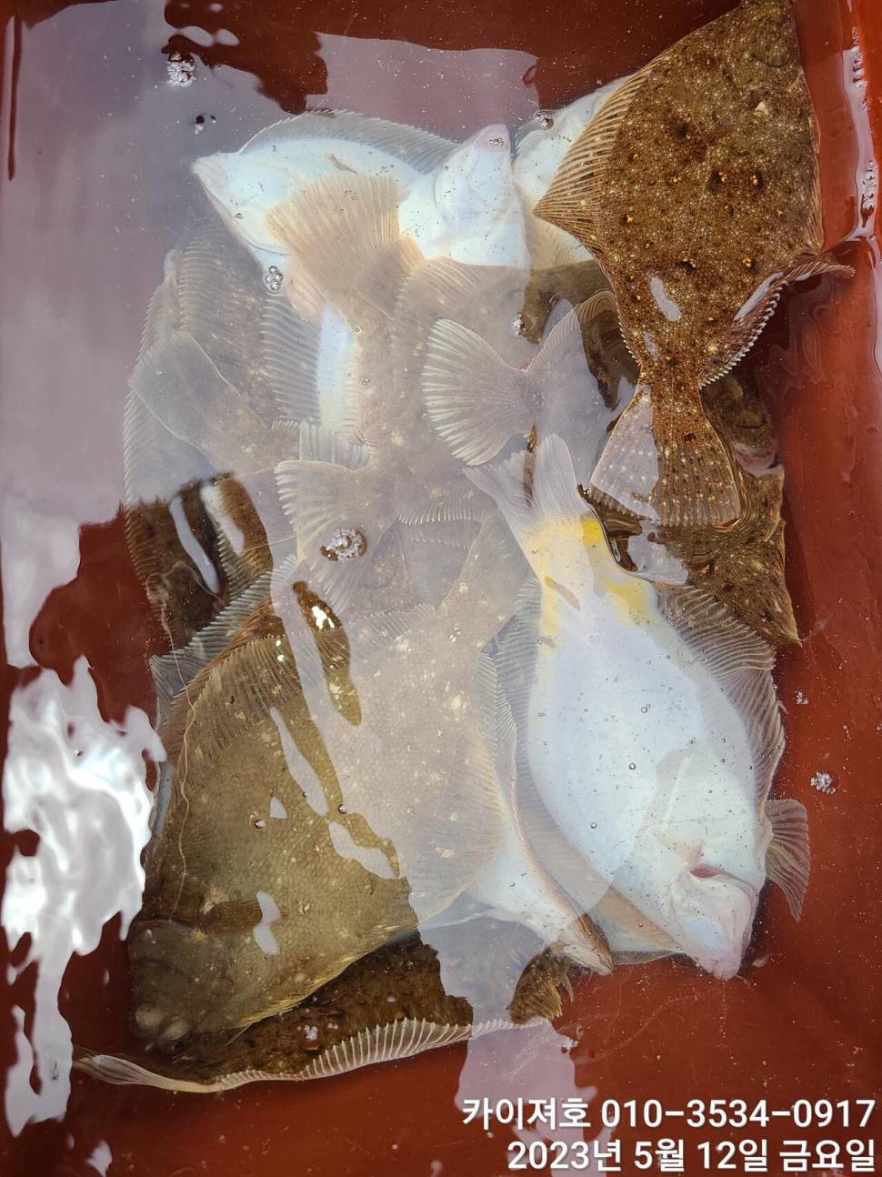 12일오늘도 마릿수 폭팔 두둑 합니다ㅎ (조황조행기 - 바다선상조황)