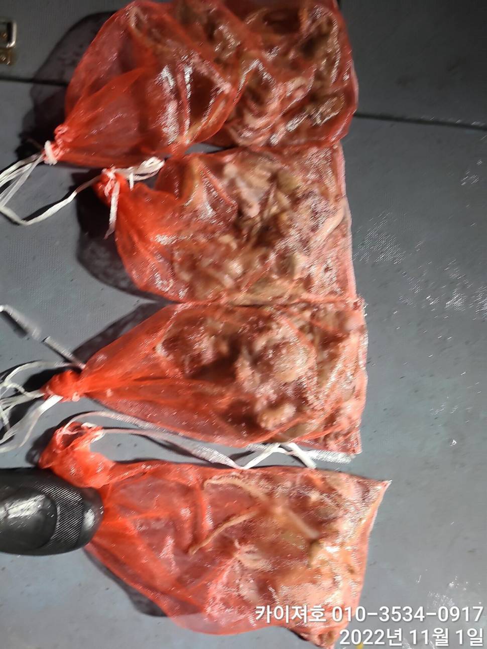 포항 돌문어 조황 어제밤 다음 출항일 금토 (조황조행기 - 바다선상조황)