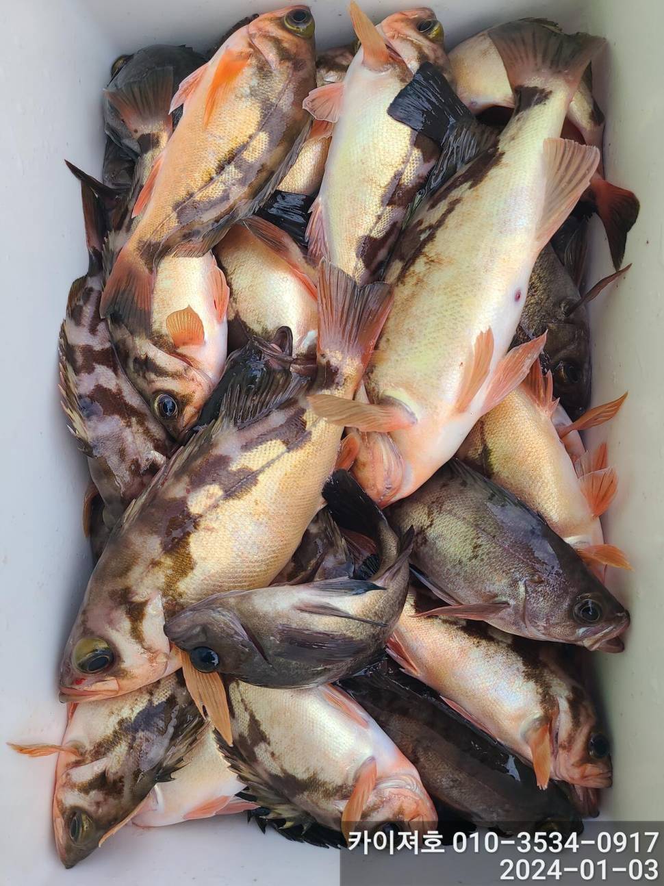 3일오전 완전 쓸어 담았네 왕볼락 볼락 열기 (조황조행기 - 바다선상조황)