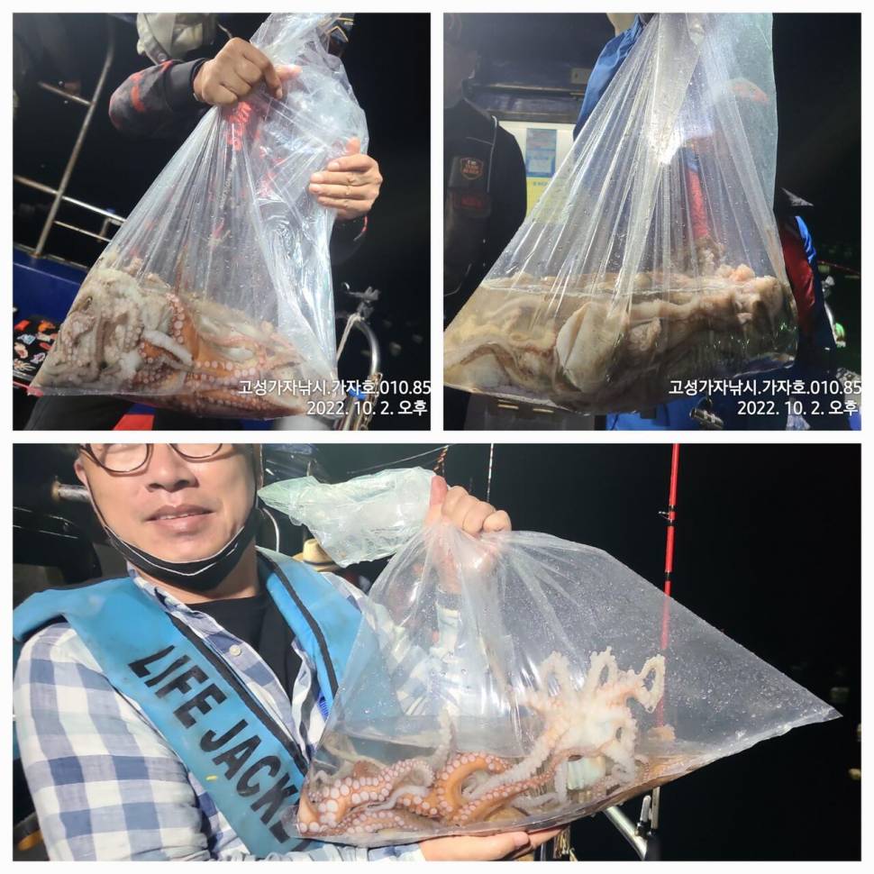 돌문어 마릿수 조황 (조황조행기 - 바다선상조황)