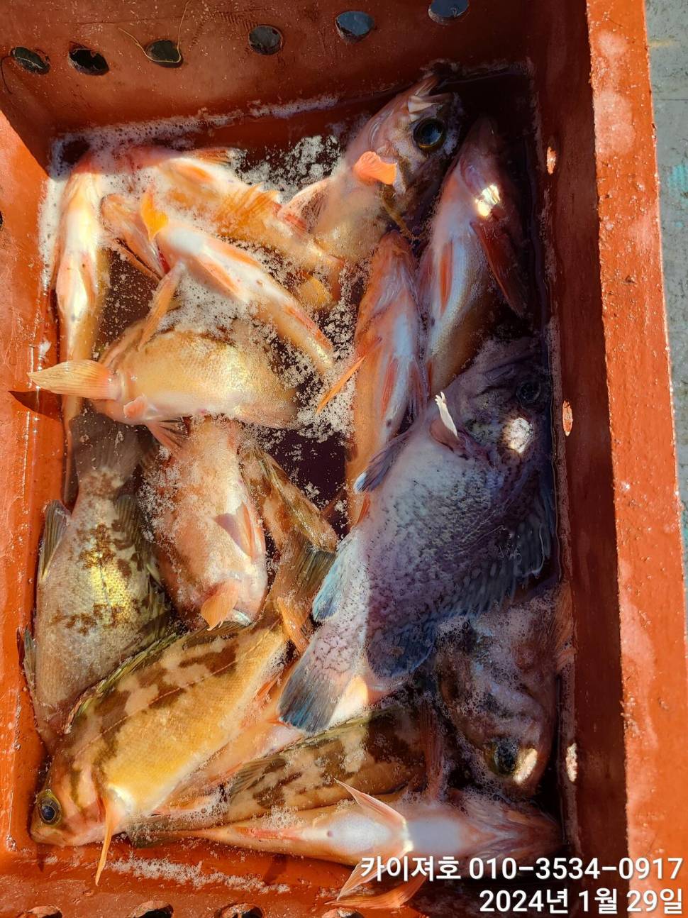 29일오전 볼락 열기 쿨러가 두둑 합니다 (조황조행기 - 바다선상조황)