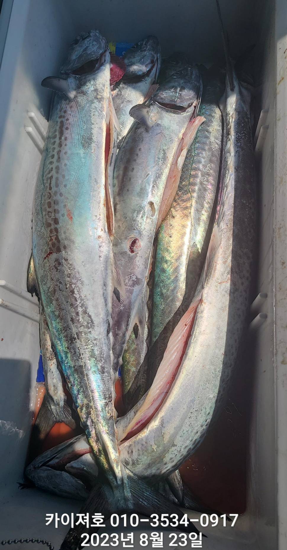 23일타작 마무리 (조황조행기 - 바다선상조황)