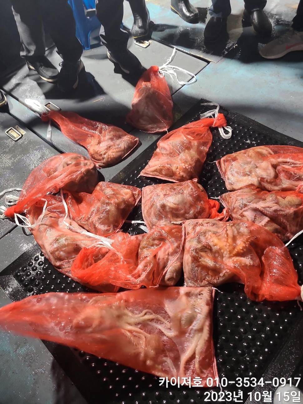 19일 돌문어 오후5시 정상 출항여유자리 많습니다 (조황조행기 - 바다선상조황)