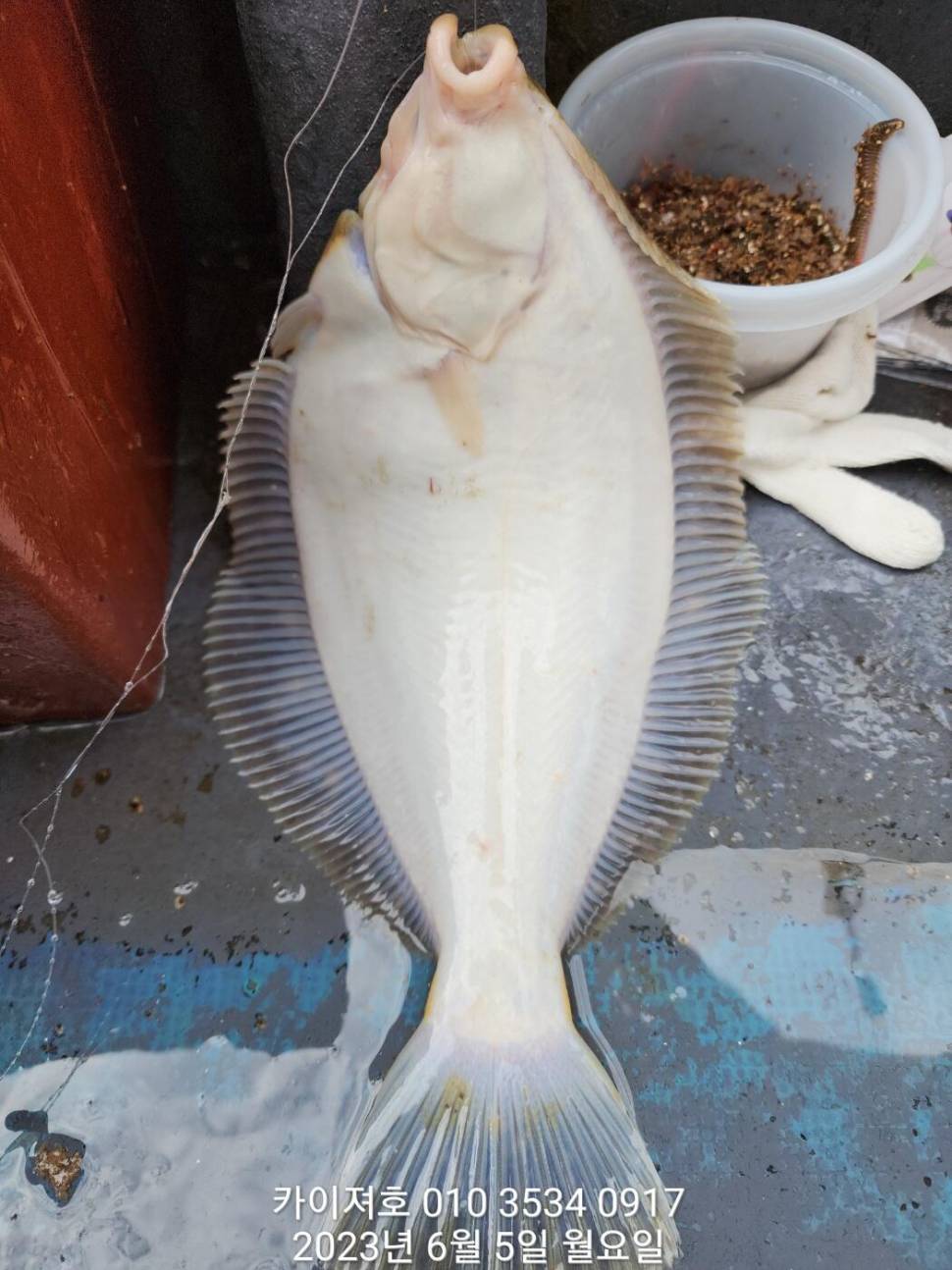5일 아따 대단해요ㅎ (조황조행기 - 바다선상조황)