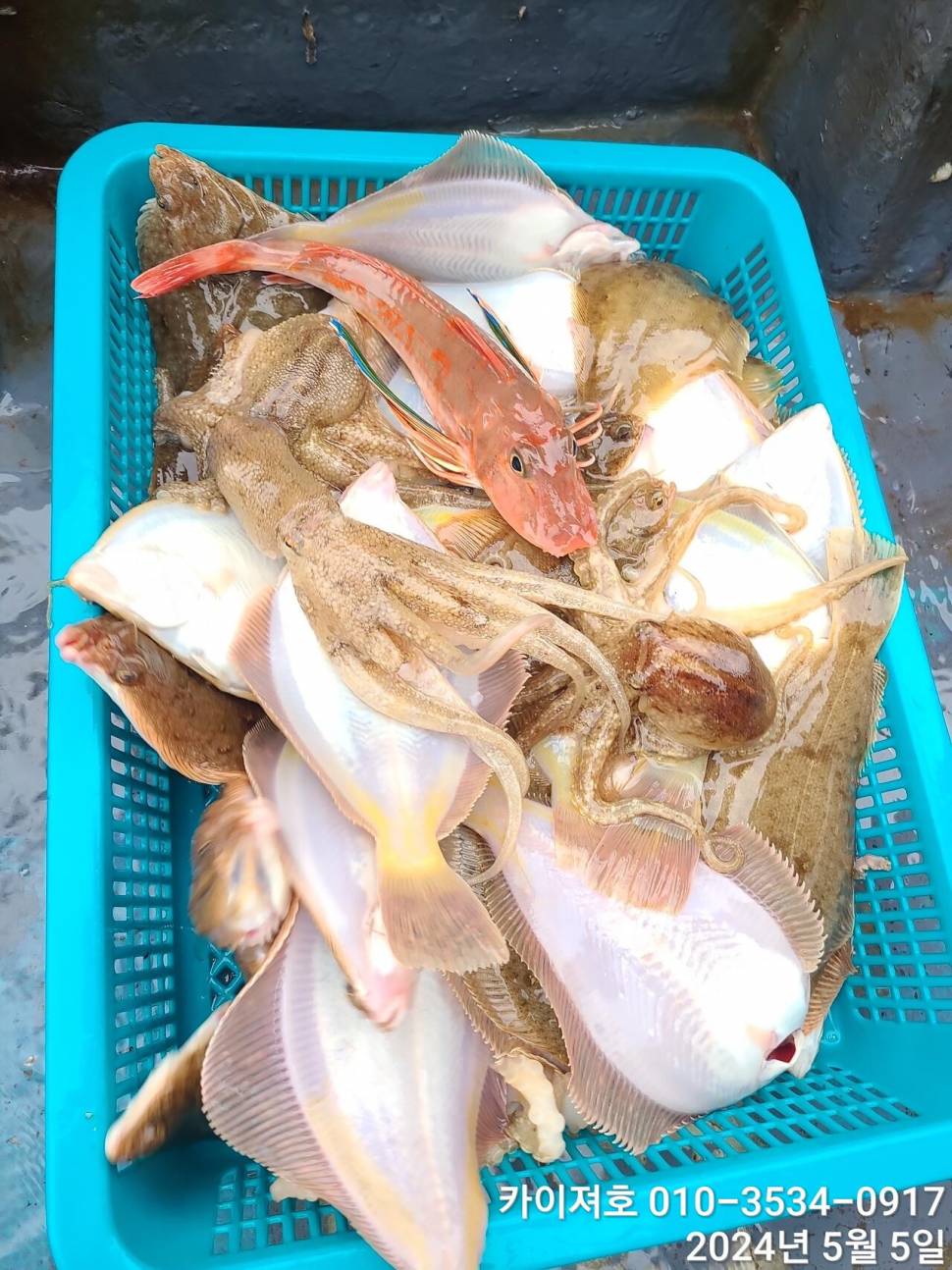 나날이 타작 합니다 날씨만 좋으면요 (조황조행기 - 바다선상조황)