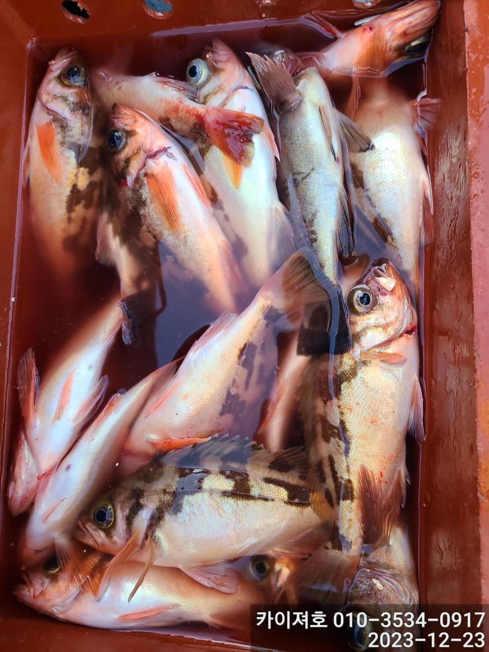 23일 오후 줄줄이 열기 볼락 타작 (조황조행기 - 바다선상조황)