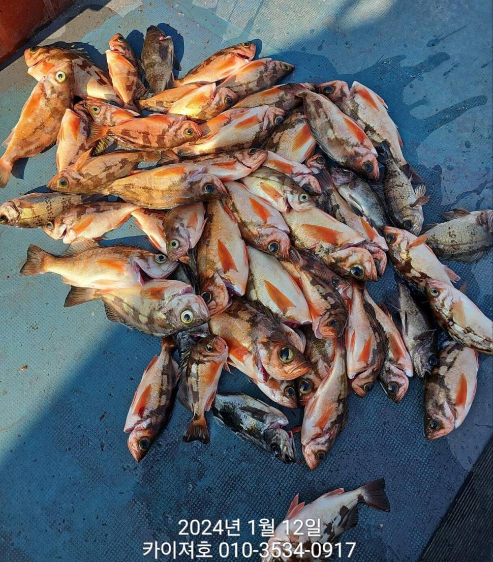 금요일살짝쿵 조업 다녀왔어요 (조황조행기 - 바다선상조황)