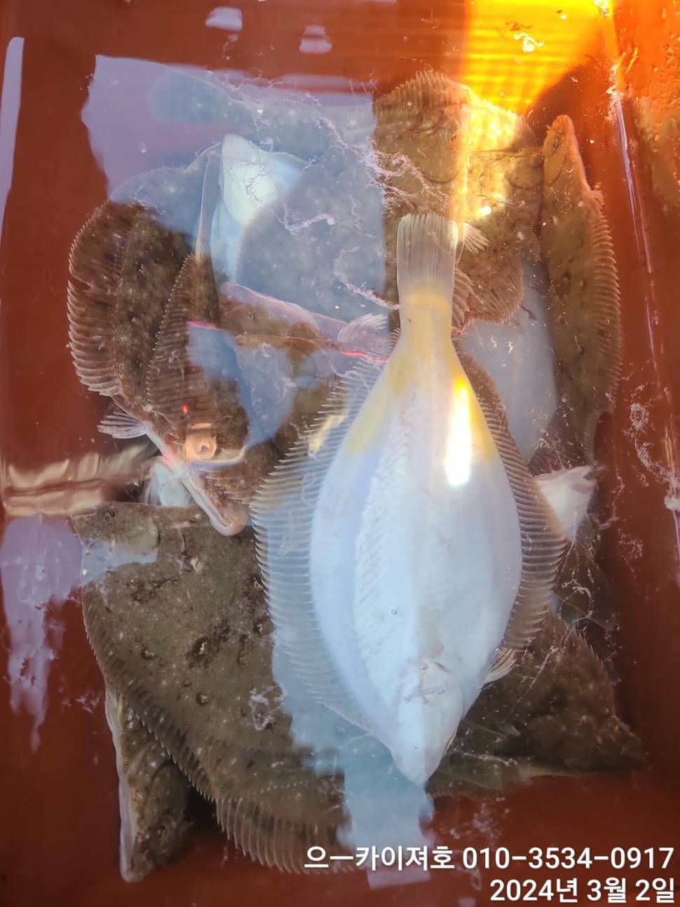 2일 오후 도다리참가자미 대박 입니다 (조황조행기 - 바다선상조황)