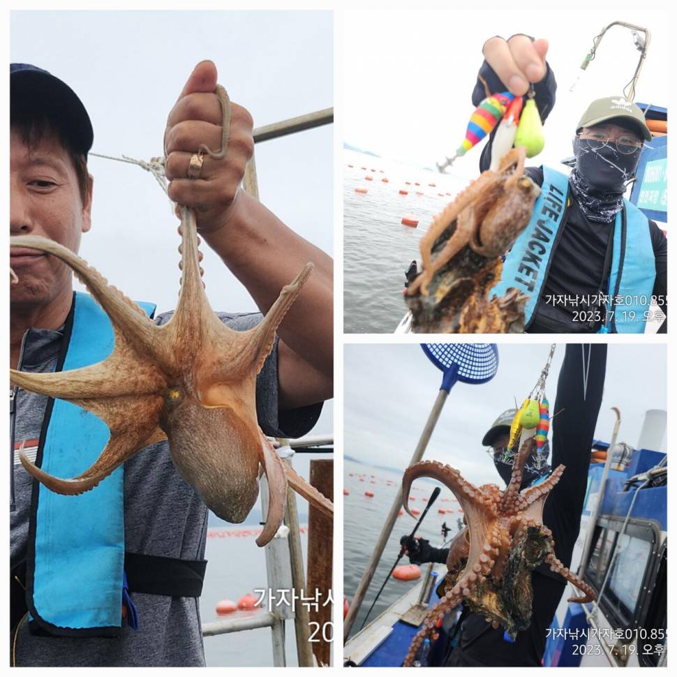 가자호 돌문어 쩍쩍 붙습니다 (조황조행기 - 바다선상조황)