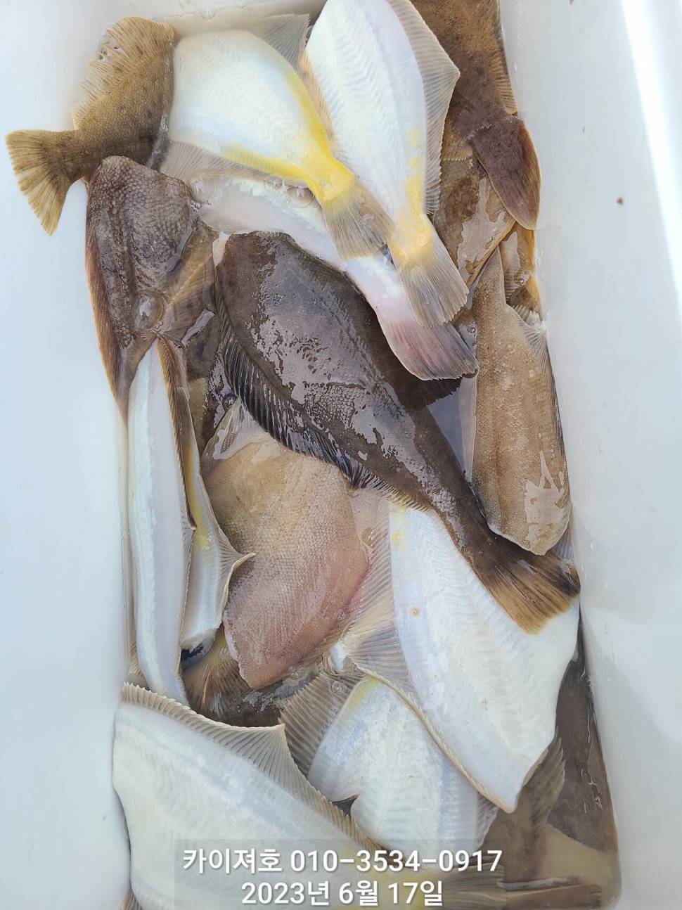 수북히 담아 가실수있는 도다리참가자미 (조황조행기 - 바다선상조황)