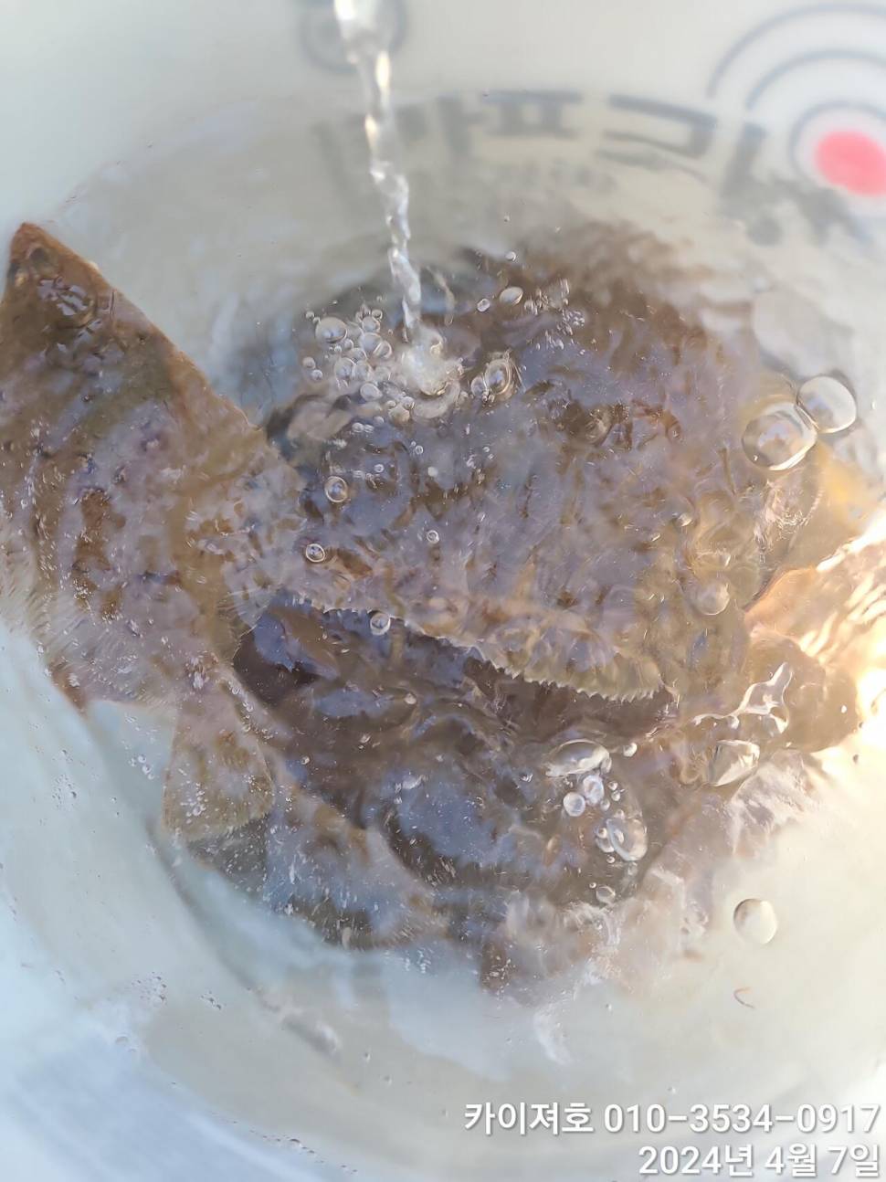 7일 오전 오후마릿수 씨알 대 폭팔 (조황조행기 - 바다선상조황)