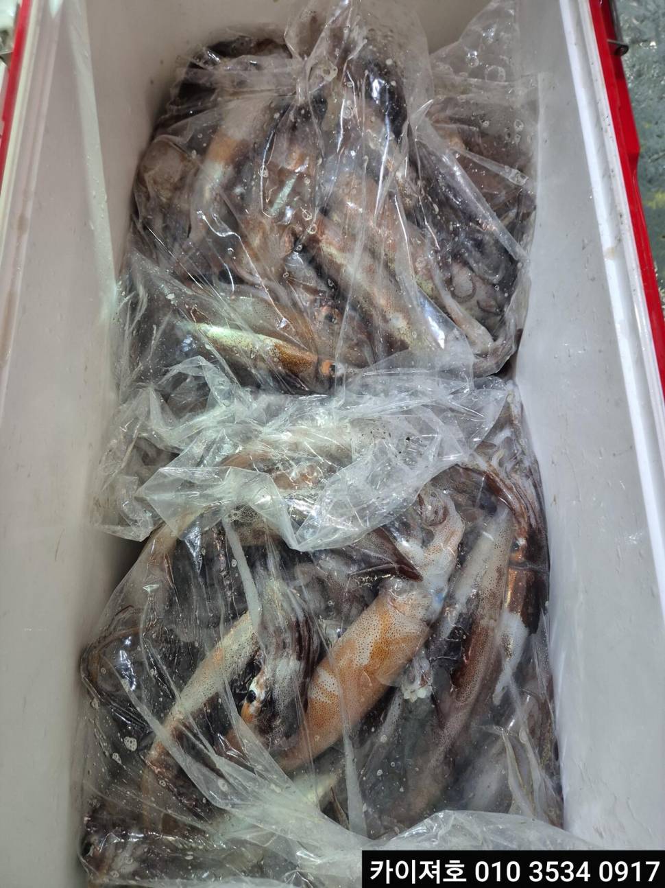 16일 야간 오징어 조황 (조황조행기 - 바다선상조황)