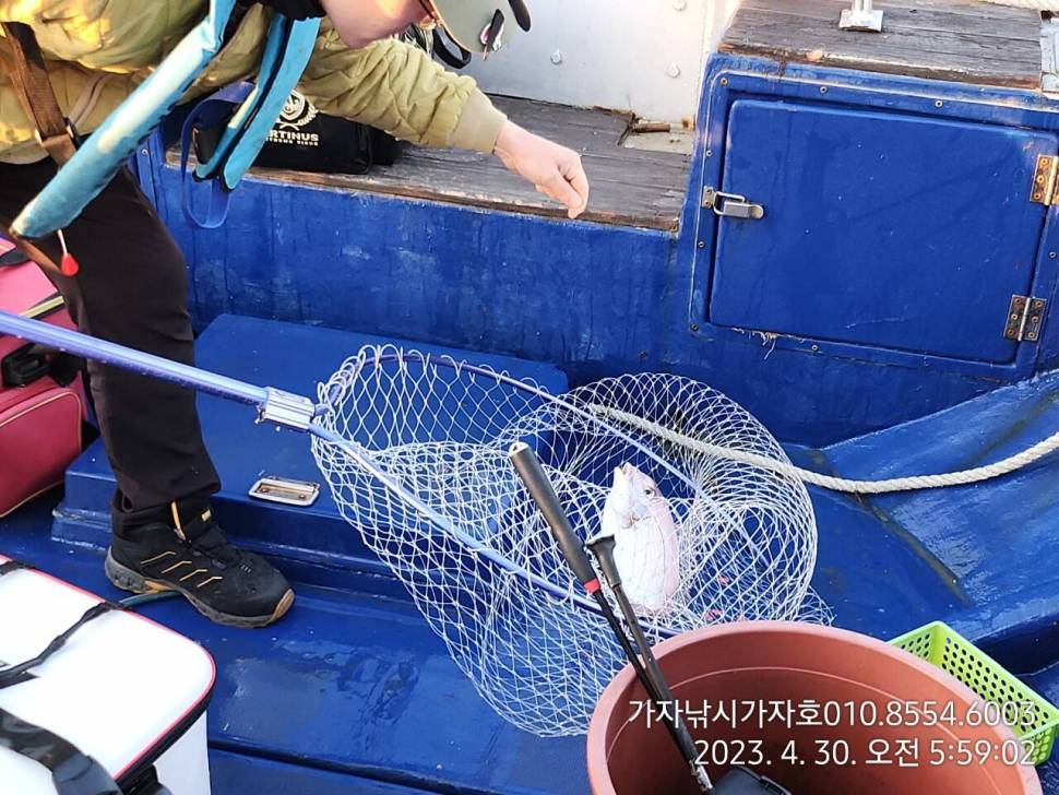 대물 참돔 7짜 6짜 5짜 올라오는구나 (조황조행기 - 바다선상조황)