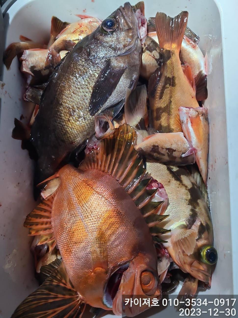 30일오후 볼락열기도 대박 (조황조행기 - 바다선상조황)