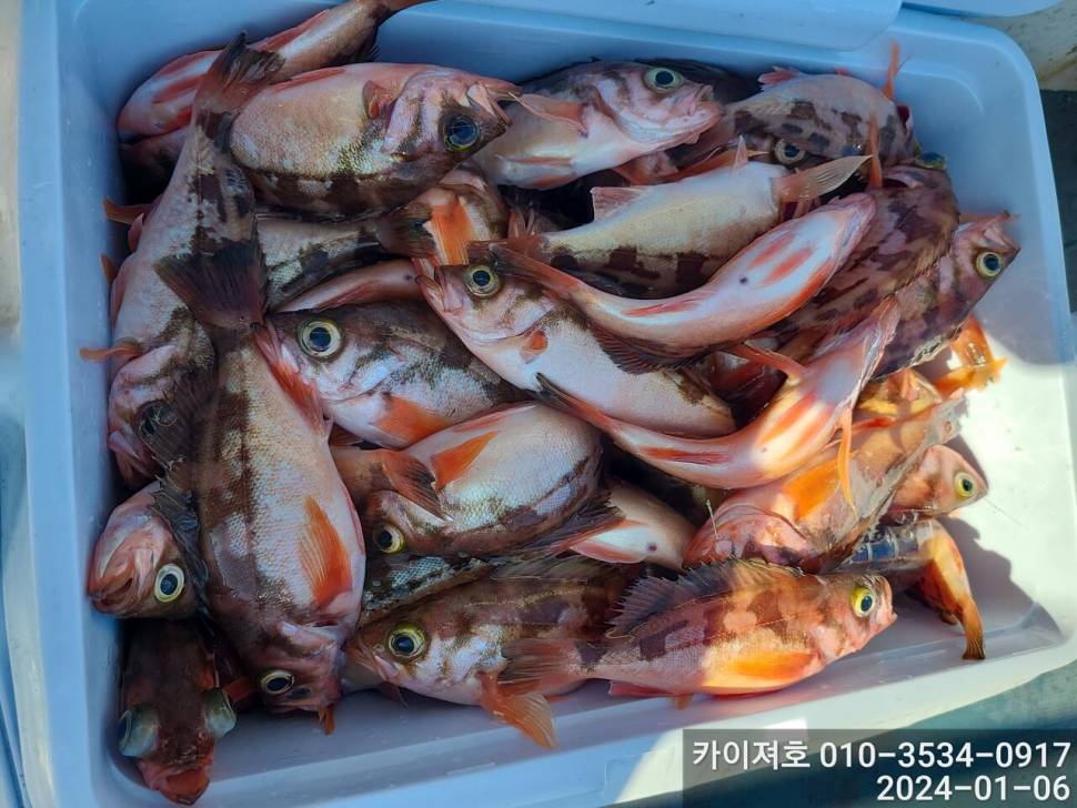 6일오전 볼락열기 줄줄이 두둑합니다 (조황조행기 - 바다선상조황)