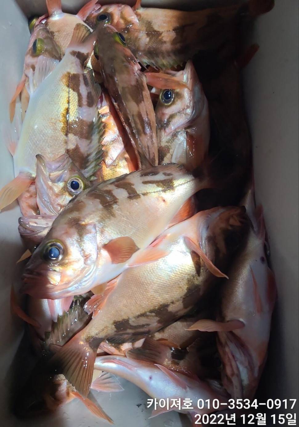 16일 12시 출항왕열기 줄줄이 타오르는 외줄만의 매력 (조황조행기 - 바다선상조황)