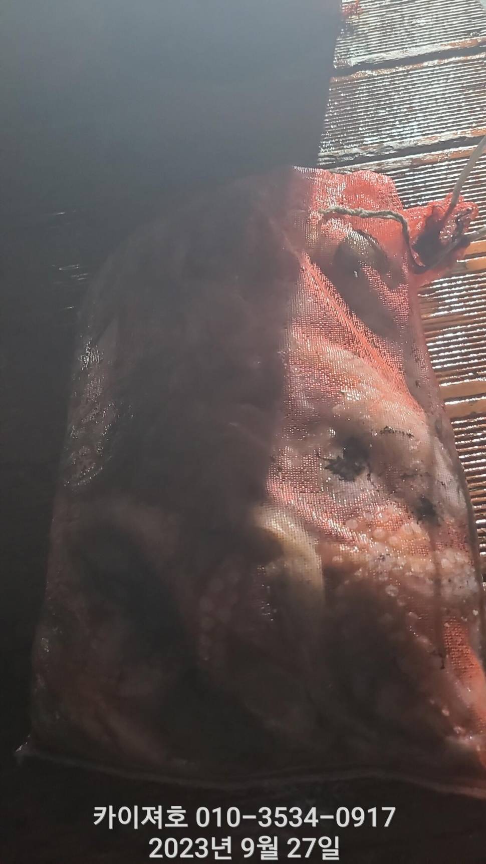 27일밤 돌문어 쫙쫙잘 올라 붙어요 (조황조행기 - 바다선상조황)