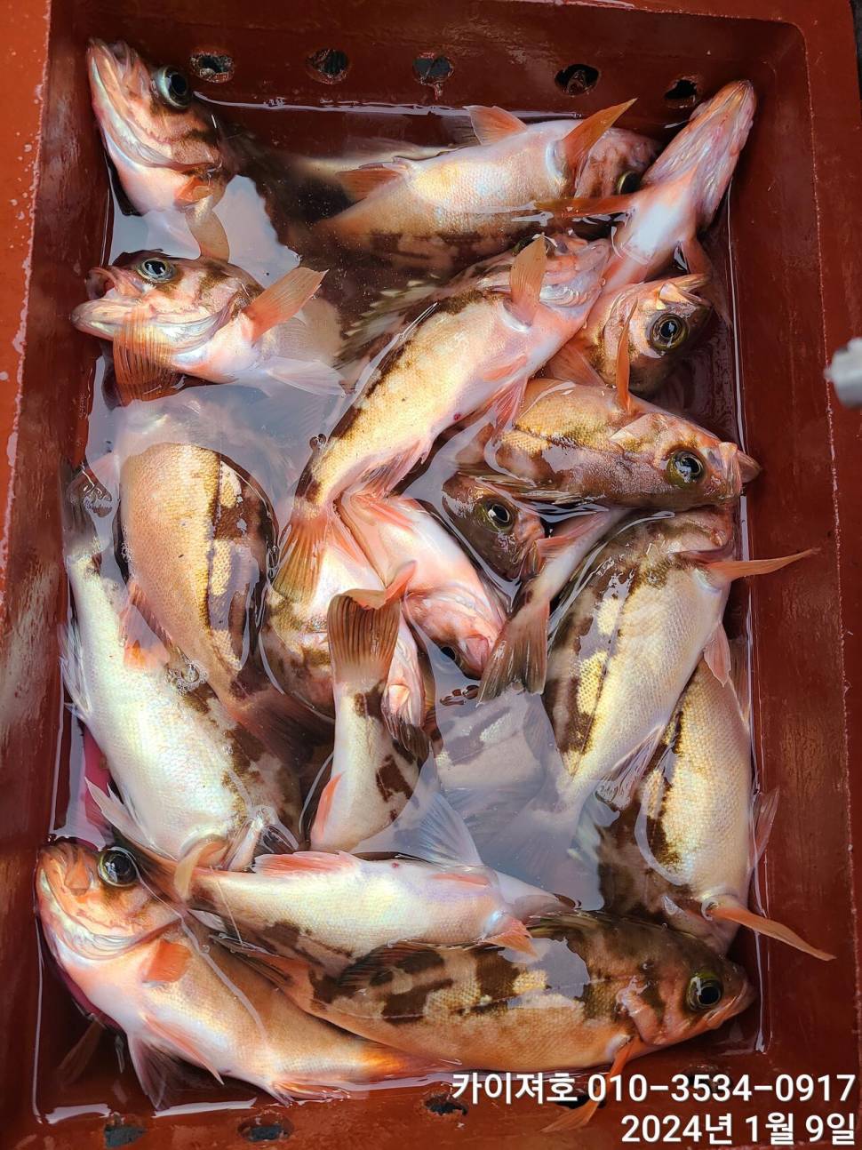 9일볼락열기 마릿수 폭팔 씨알 좋고 (조황조행기 - 바다선상조황)