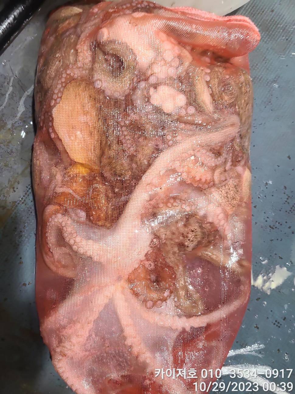 28일포항 야간 돌문어 악조건 속에서도 마릿수 굿 (조황조행기 - 바다선상조황)