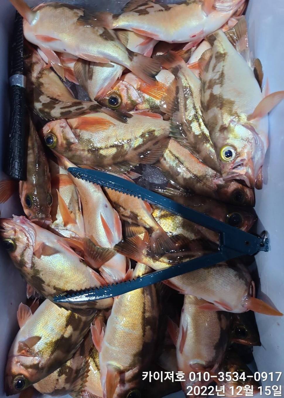 16일 12시 출항왕열기 줄줄이 타오르는 외줄만의 매력 (조황조행기 - 바다선상조황)