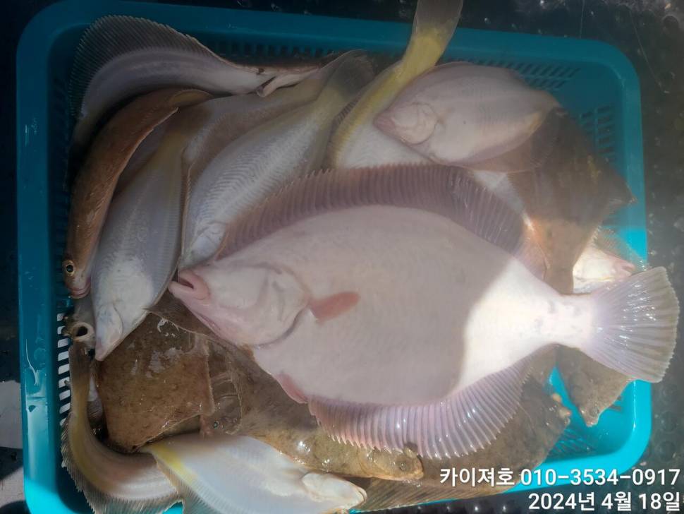 18오늘도 완전 대박 입니다 (조황조행기 - 바다선상조황)