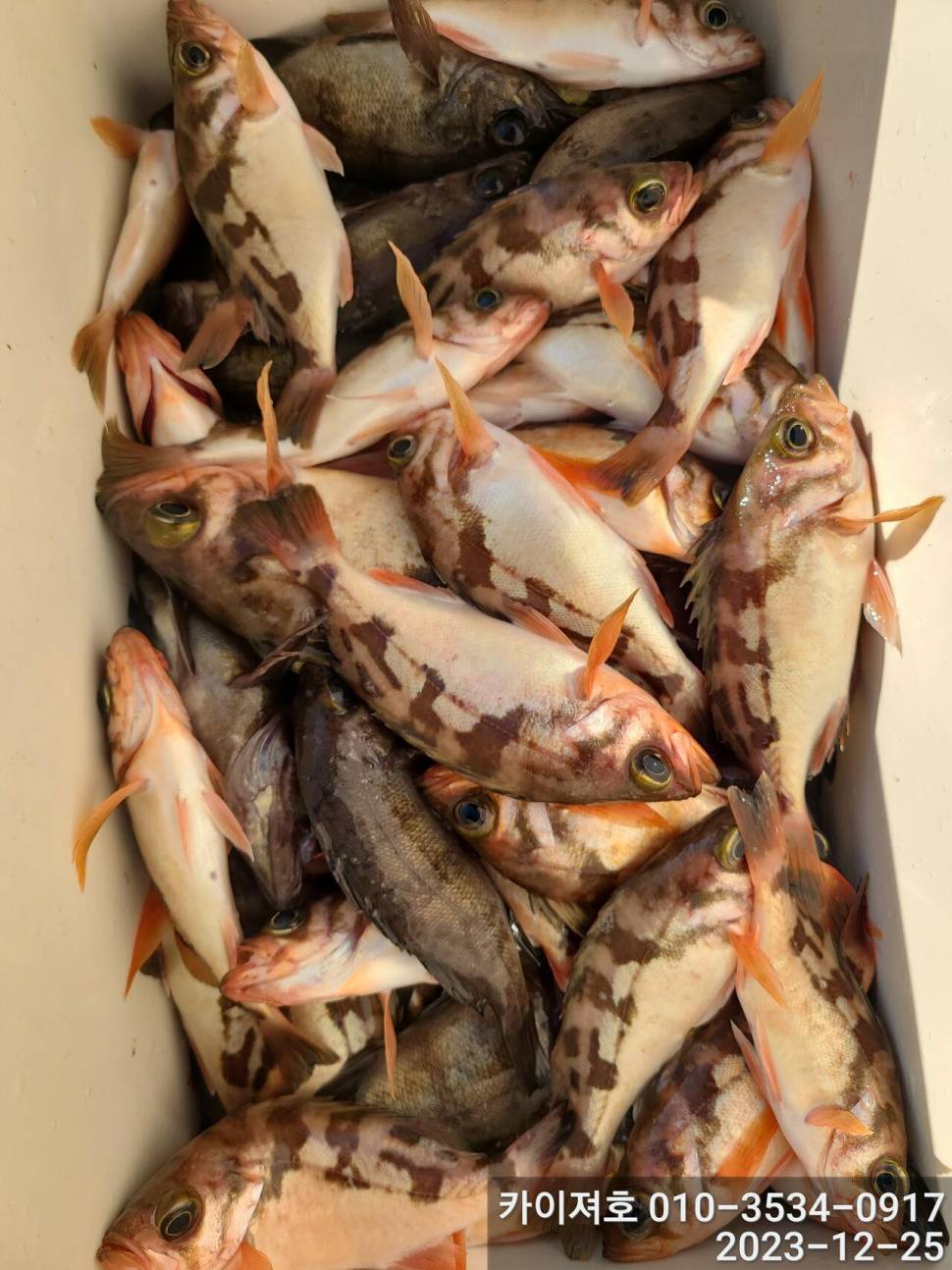 25일오전 볼락열기 우당탕탕 (조황조행기 - 바다선상조황)