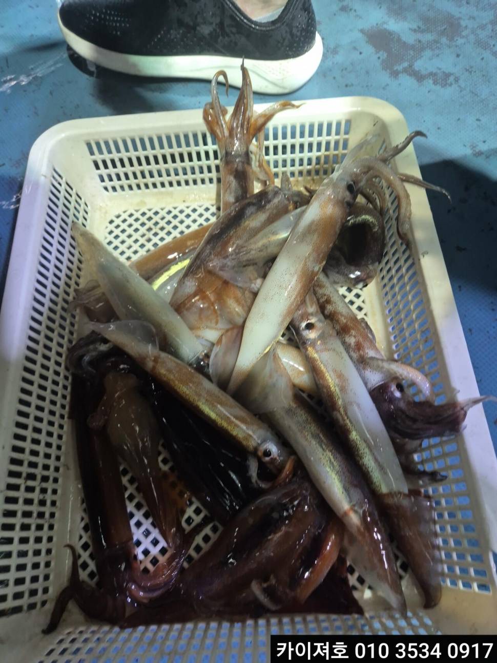 22일오징어 조황 (조황조행기 - 바다선상조황)