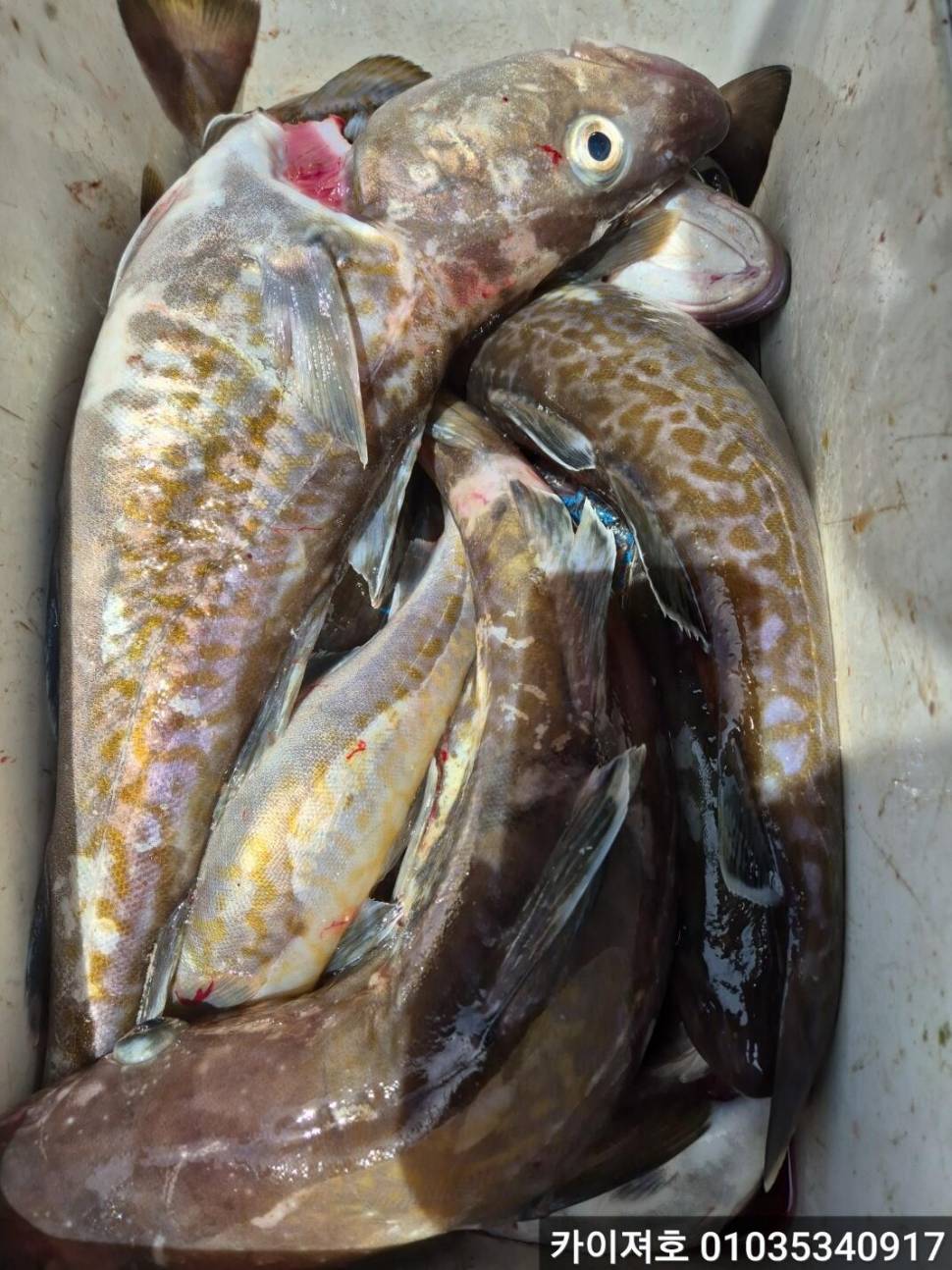 28일왕초보도 전원히트 28일 대구조황 (조황조행기 - 바다선상조황)