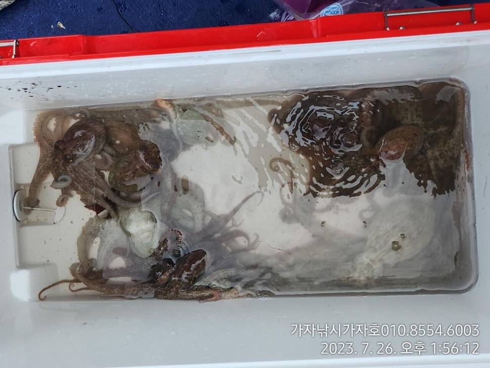 가자호 돌문어 조황 (조황조행기 - 바다선상조황)