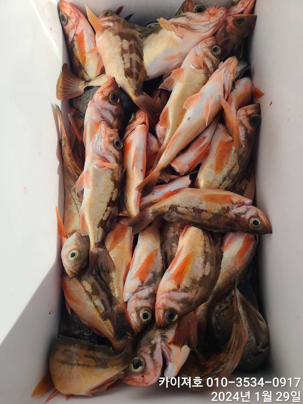 29일오전 볼락 열기 쿨러가 두둑 합니다 (조황조행기 - 바다선상조황)