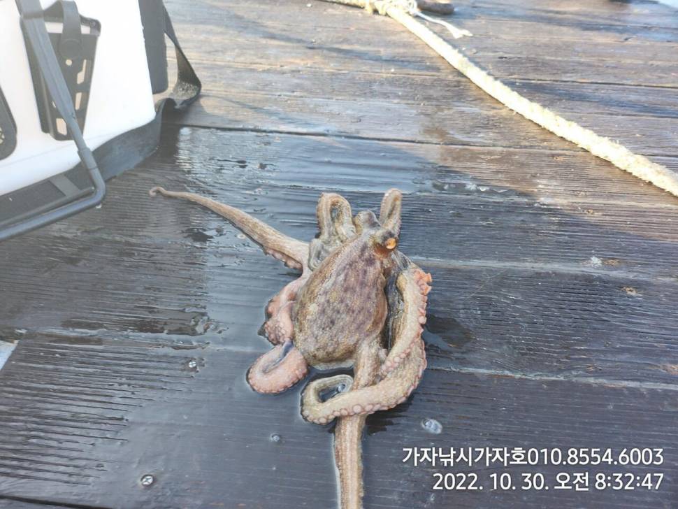 k급 돌문어 실시간 (조황조행기 - 바다선상조황)