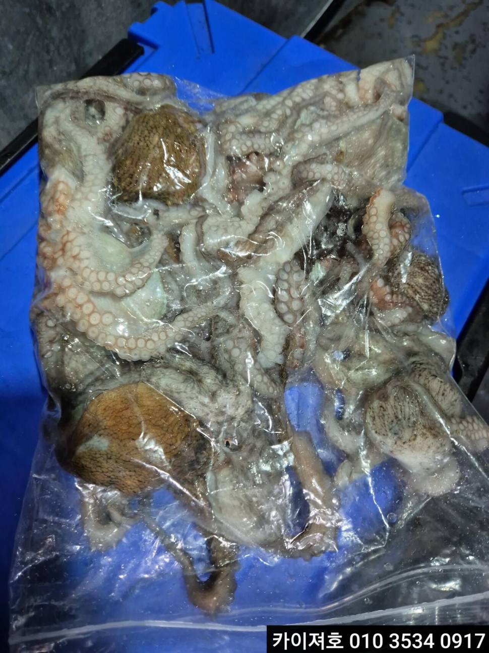 31일야간 돌문어 조황 입니다 (조황조행기 - 바다선상조황)