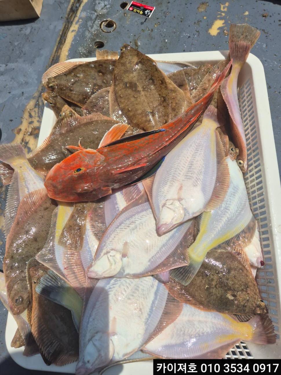 20일오전 도다리참가자미 타작 조황 (조황조행기 - 바다선상조황)