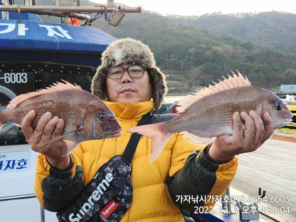 주말 참돔 조황 4일 감성돔 흘림 출조 (조황조행기 - 바다선상조황)