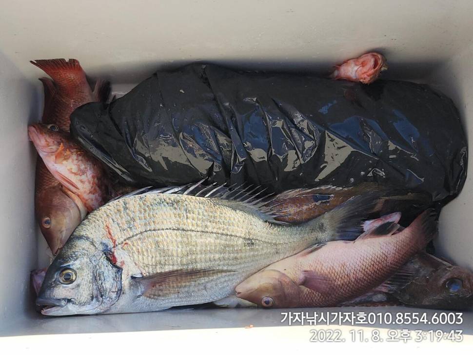 감성돔참돔 선상 갯바위 조황 묵직합니다 (조황조행기 - 바다선상조황)