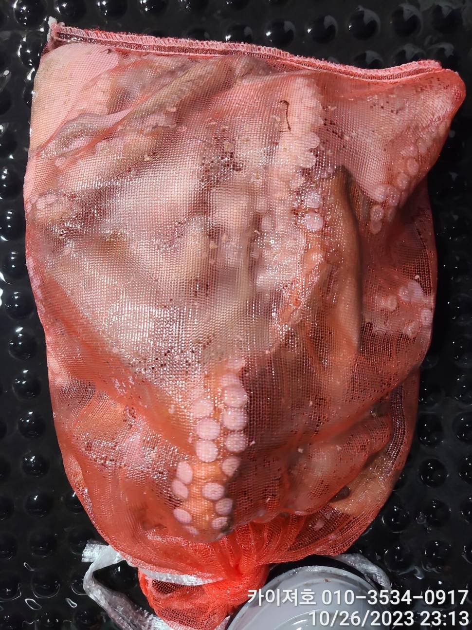 26일포항 돌문어 마릿수도 씨알도 굿 (조황조행기 - 바다선상조황)
