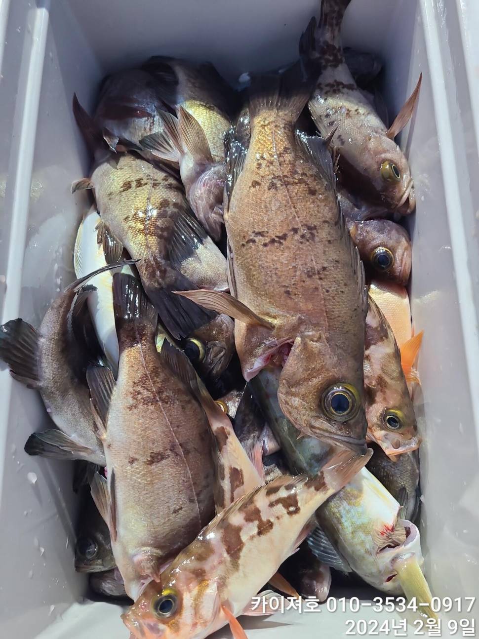 14일왕도다리참가자미 대박볼락열기 목요일 오전 (조황조행기 - 바다선상조황)