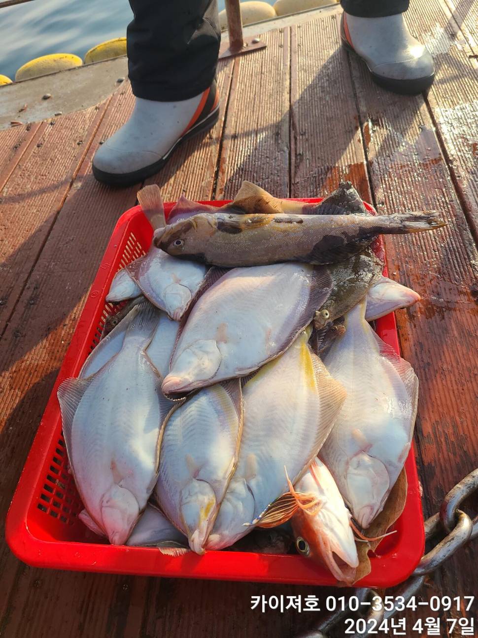 7일 오전 오후마릿수 씨알 대 폭팔 (조황조행기 - 바다선상조황)