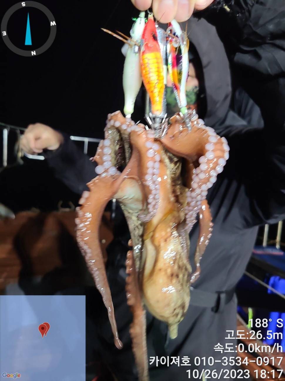 26일포항 돌문어 마릿수도 씨알도 굿 (조황조행기 - 바다선상조황)