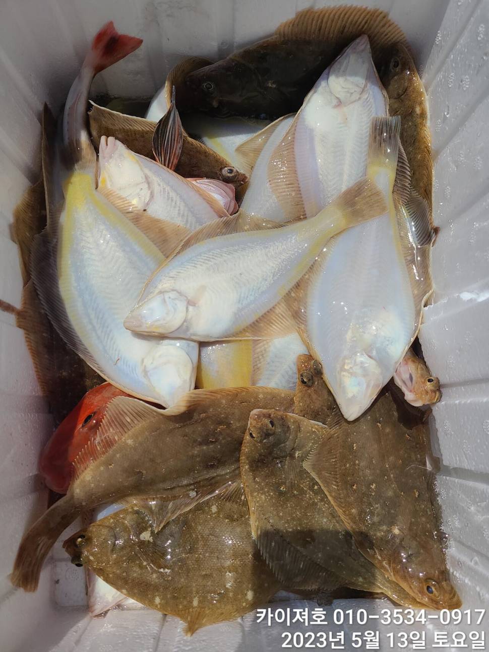 13일오전 도다리참가자미 넉넉히 담았어요 (조황조행기 - 바다선상조황)