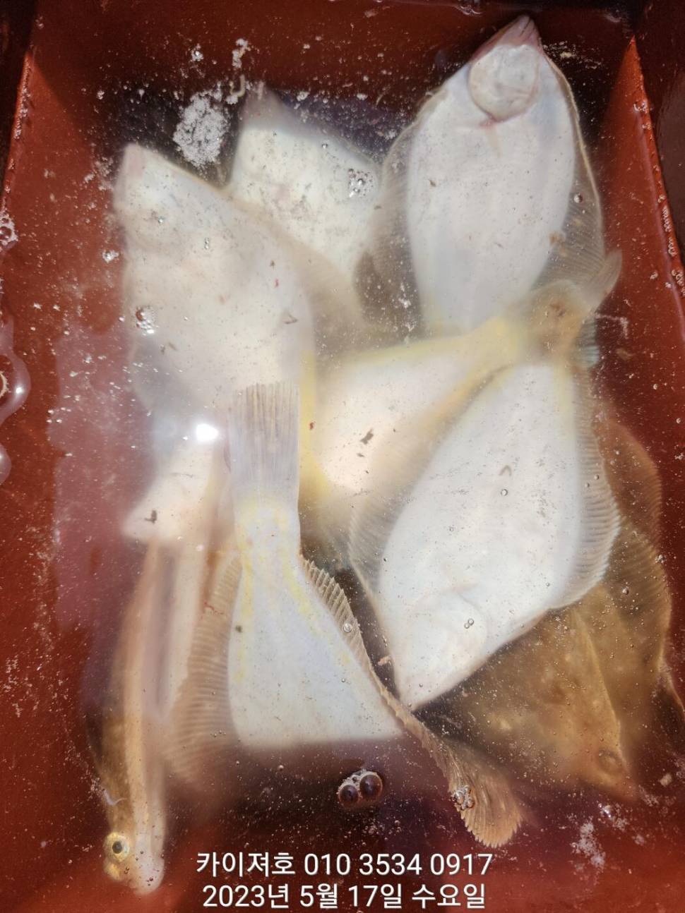 17일 씨알도 마릿수도 듬뿍 (조황조행기 - 바다선상조황)
