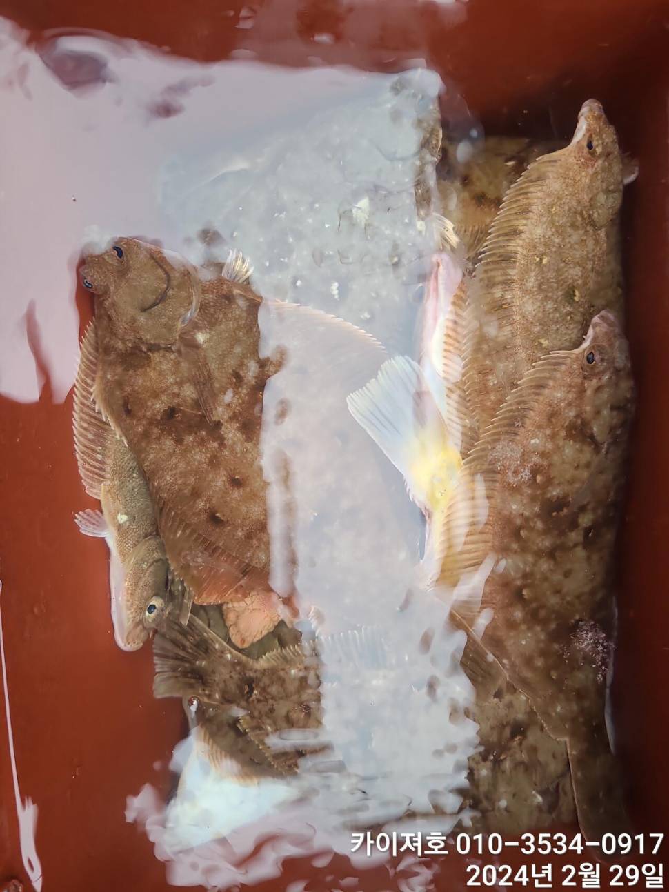 29일 왕도다리참가자미문어는 덤 입니다 (조황조행기 - 바다선상조황)