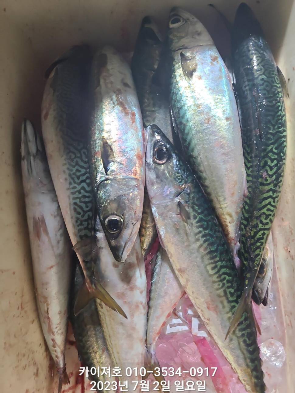 2일찌릿찌릿 손맛 명품 왕고등어 (조황조행기 - 바다선상조황)