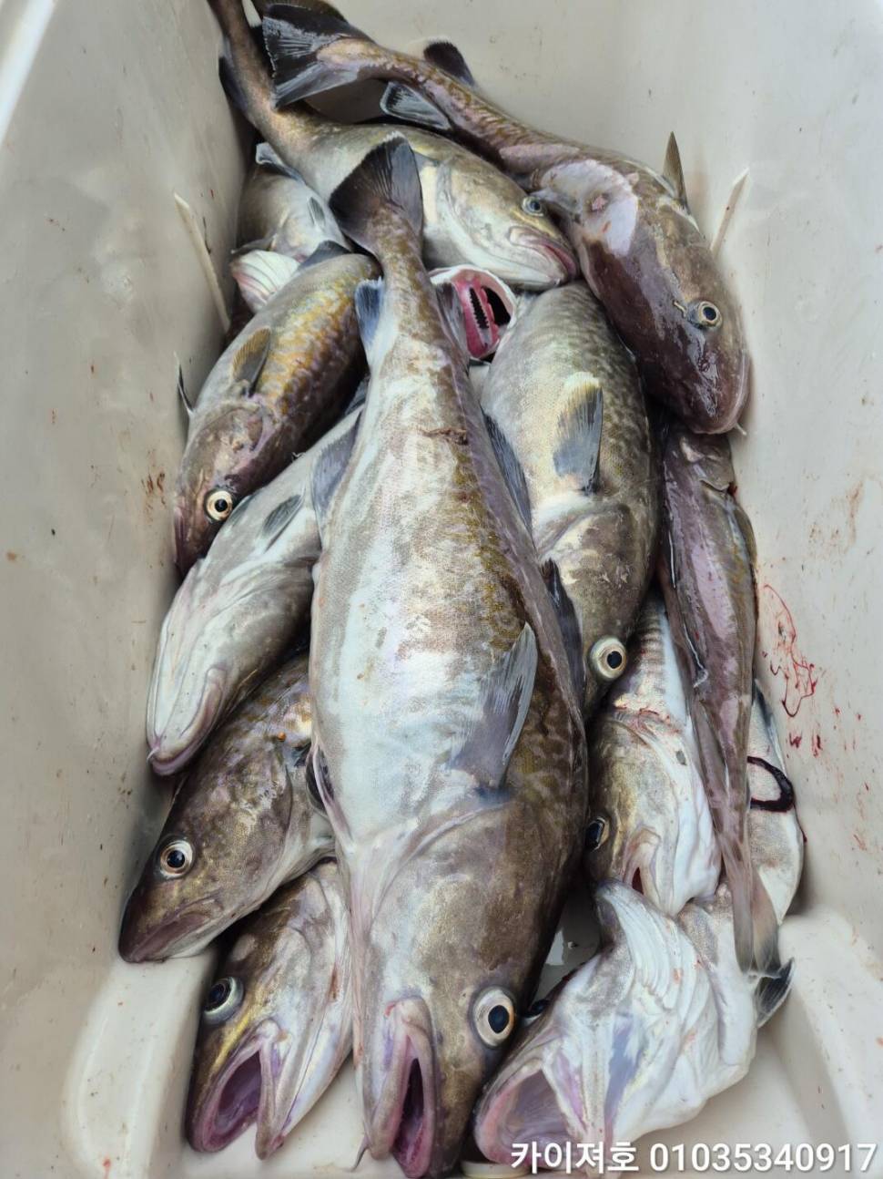 11일대구 대폭팔 타작 (조황조행기 - 바다선상조황)