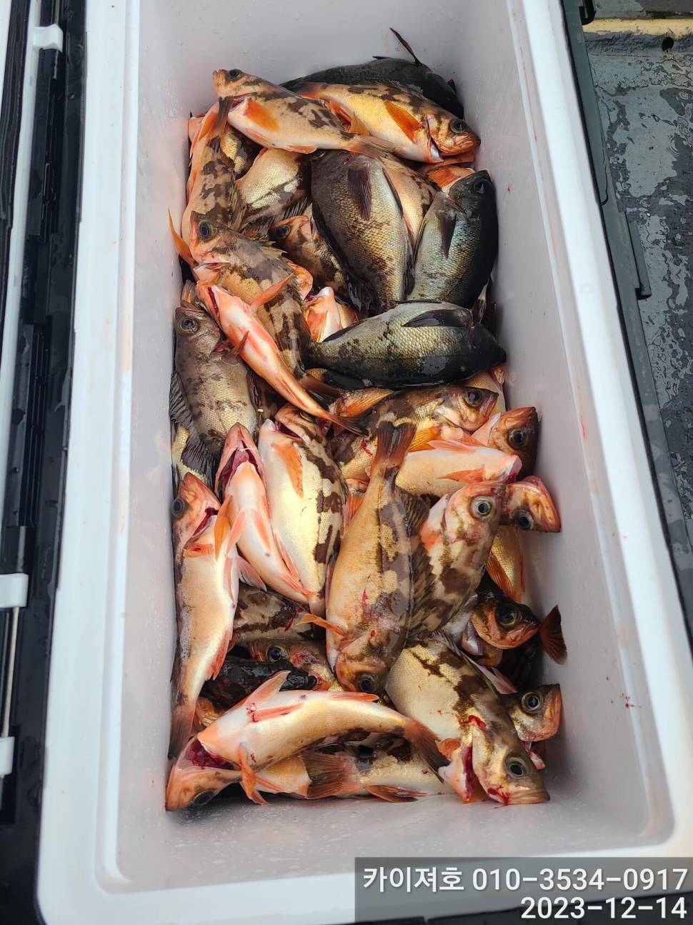 14일오전 줄줄아 볼락열기 꽃이 활짝 (조황조행기 - 바다선상조황)
