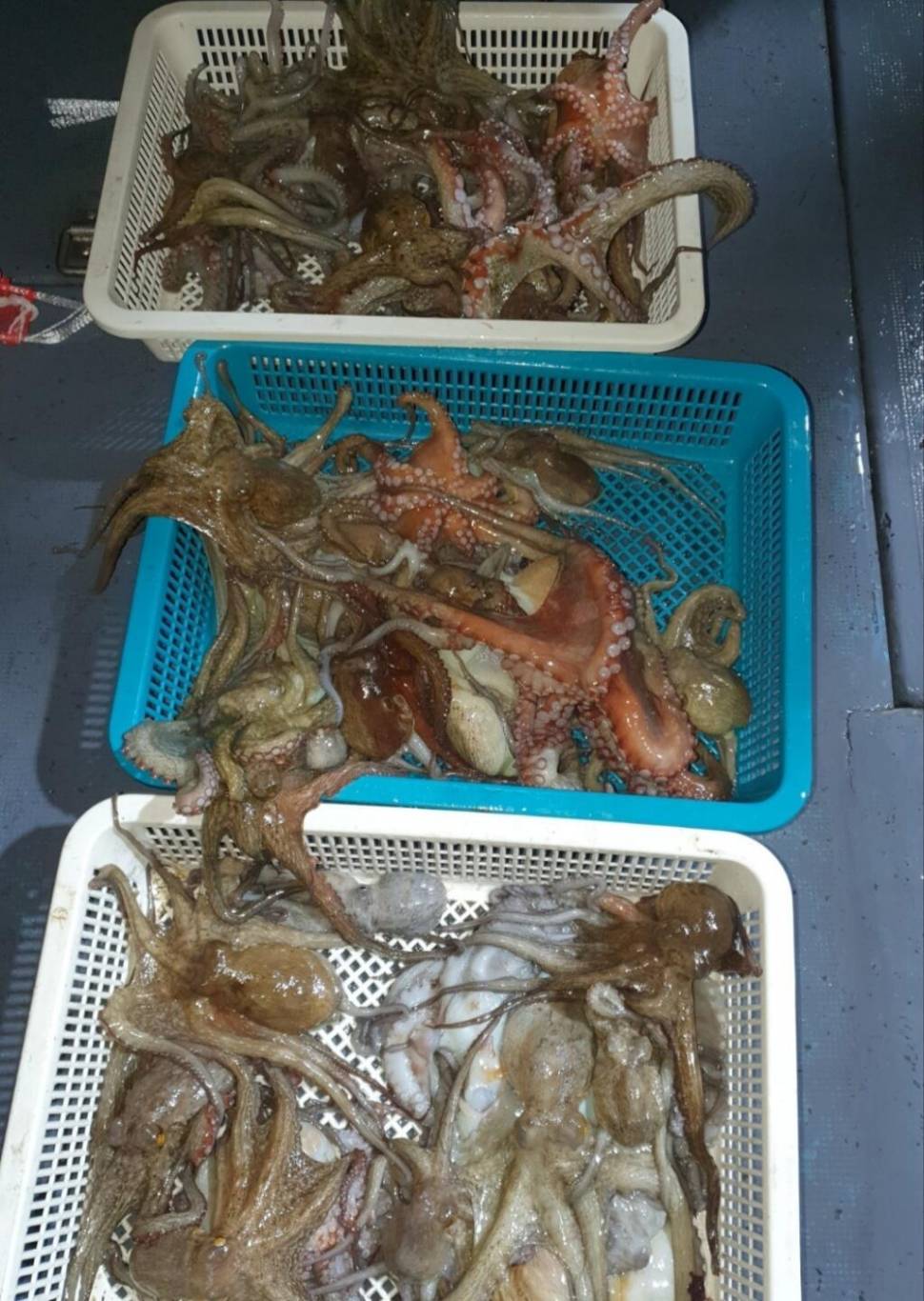 금요일 오전오후막잡아 방어 삼치 밤7시 돌을 품은 문어 돌문어ㅋ여유자리 널널금요일 오전오후막잡아 방어 삼치 밤7시 돌을 품은 문어 돌문어ㅋ여유자리 널널 (조황조행기 - 바다선상조황)