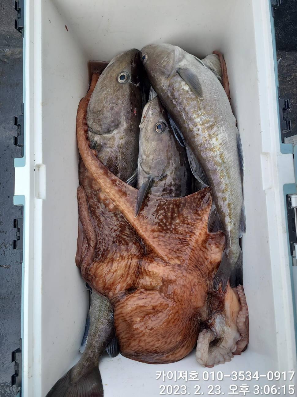 23일 포항 왕대구 장원20여수 (조황조행기 - 바다선상조황)