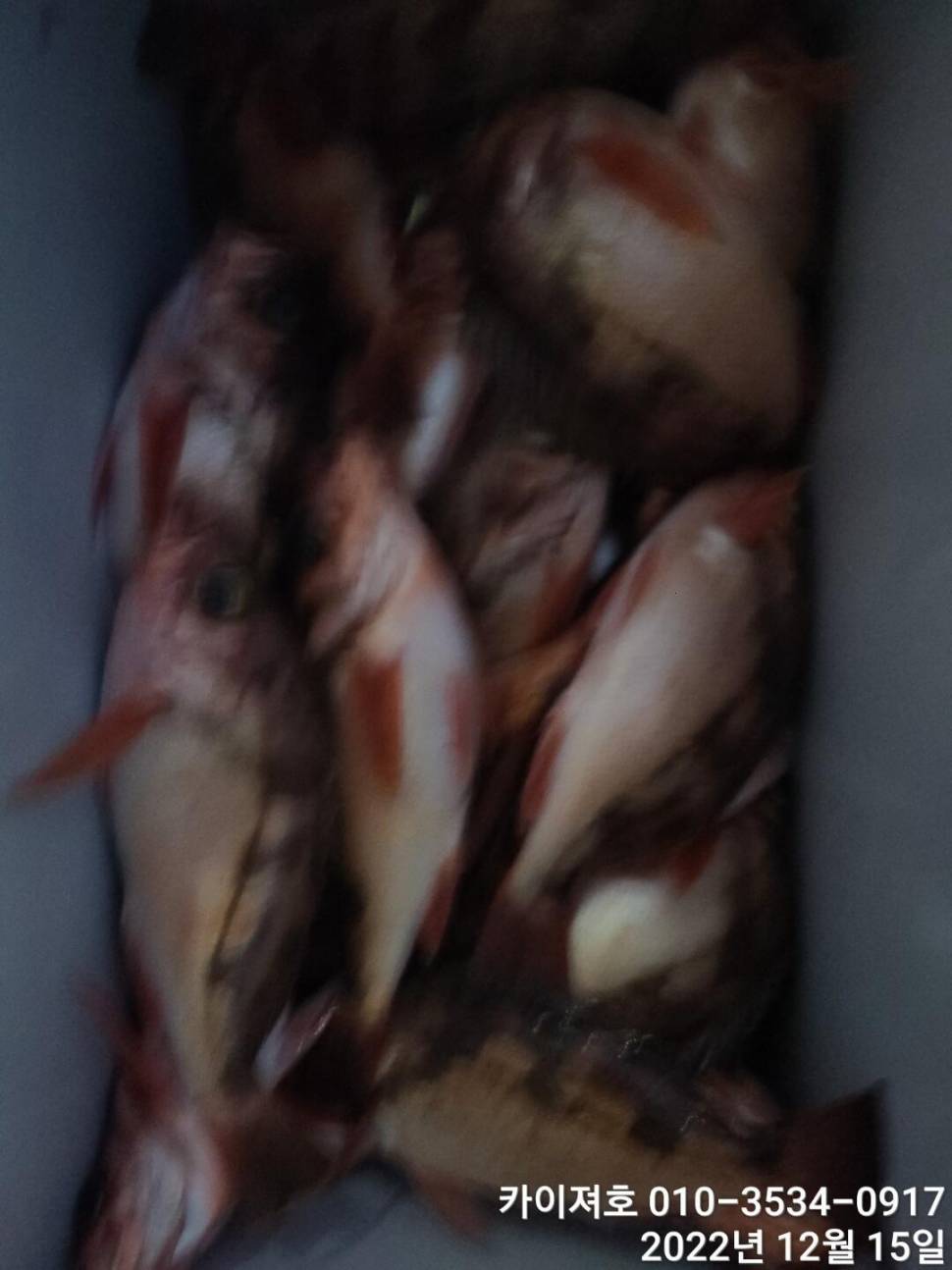 16일 12시 출항왕열기 줄줄이 타오르는 외줄만의 매력 (조황조행기 - 바다선상조황)